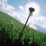 Close up of stalk of dandelion seeds