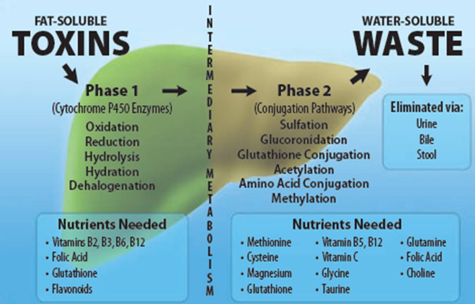 toxins and waste diagram